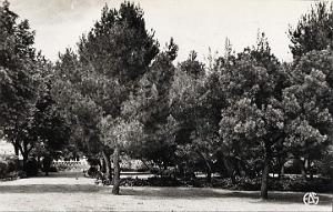 AFLOU 506- JARDIN PUBLIC COLLECTION DES AMIS DE ND DE SANTA CRUZ